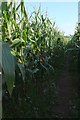 Footpath through the maize in EX37 9QL