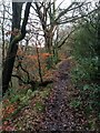 Muddy woodland path in BL9 6UE