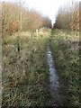 Path through woods east of Stretton in DE55 6ET