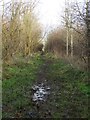 Path through woodland east of Stretton in DE55 6ET