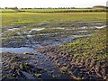 Wet fields south of Blackrow Lane in NE15 9QU
