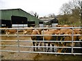 Tarrant Keyneston, farmyard in DT11 9NS