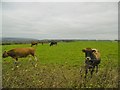 Langton Long Blandford, cattle grazing in DT11 9HR