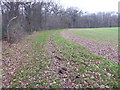 Field edge bridleway by Smale Hanger in RH14 0AN