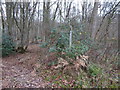 Bridleway enters Smale Copse in RH14 0AN
