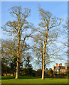 Trees with personality, Englefield, Berkshire in Englefield