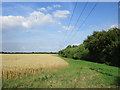 Wheatfield with conservation strip near Steetley in S80 3DZ