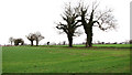 Trees on a field boundary in NR13 6AE