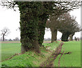 Ivy-clad trees on a field boundary in NR13 6AE