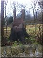 Tree stump throne at Dunearn House in KY3 0AH