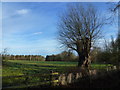 Willow and pasture in Polebrook in PE8 5LX