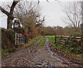 Track to Lear's Farm in TA3 7QG