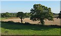 Trees and farmland near the Fosse Way in TA11 7HE