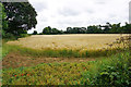Ripening barley field near Little Tew in OX7 4JF