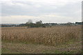 Arable field beside the New River near M25 in EN8 8EU