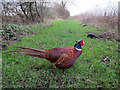 Pheasant on the path, Stumpshaw Fen in NR13 5PA