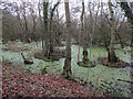 Wet woodland by Tinkers' Lane in NR13 5PA