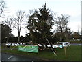 Town Christmas tree in Virginia Water in GU25 4RR