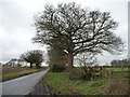 Tree on Roseberry Lane, near Stillington in YO61 1JP