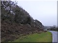 Scrub and trees on the south slope of Blackalder Tor in PL7 5AF