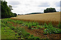 Wheat field near Tracey Farm in OX7 4AB