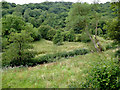 Woodland by the River Churnet, Staffordshire in ST10 2AA