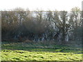 A thicket of trees - The Ouse Washes near Welney in PE14 9RB