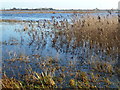 Reeds and flood water - The Ouse Washes near Welney in PE14 9RB