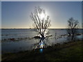 Winter sunshine - The Ouse Washes near Welney in PE14 9RJ