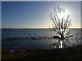 Willow in the flood water - The Ouse Washes near Welney in PE14 9RJ