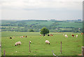 Sheep and cows on Wylye Down in BA12 0RB