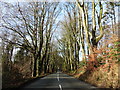 Tree-lined road on Blackdown Hills in TA3 7DU