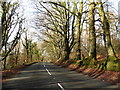 Tree-lined road near Culmhead in TA3 7DX