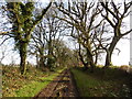 Bridleway to Trickey Warren Farm in TA3 7DP