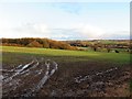 Arable field near The Rift in NE41 8BD