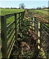 Field boundary near Thistle Hill Farm in HG5 8EL