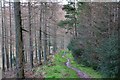 Forest path, Cademuir in EH45 9JD