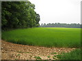 Field and woods near East Tytherley in SP5 1LW