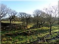Wooded rough pasture in BL7 0LE