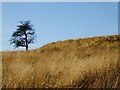 Lone tree on the moorland in BL7 0LN