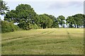 Field margin - Nurshanger Farm in RG25 3BD