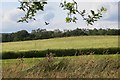 Barley silage in Dumfries