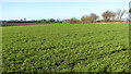 Crop fields west of Acle in NR13 3FB