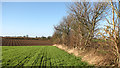 A field boundary hedge in NR13 3FB