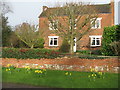 New Year's Day Daffodils in Egginton