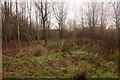Woodland in Horton Country Park in KT19 7NS