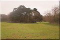 Parkland in Nonsuch Park in SM3 8DP