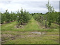 Apple orchards at Leavenheath in CO6 4US