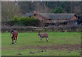 Horse and donkey next to Sandy Lane in DY11 5JP