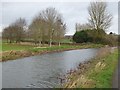 Trees by the Bridgwater and Taunton Canal, Charlton in TA3 5EF